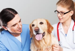 clinica-veterinaria